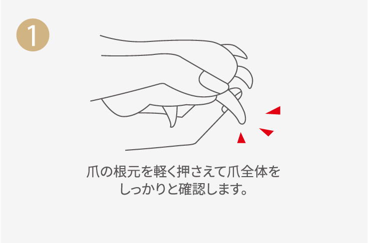 1：爪の根元を軽く押さえて爪全体をしっかりと確認します。